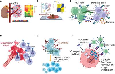 Editorial: Lymphocyte functional crosstalk and regulation, volume II